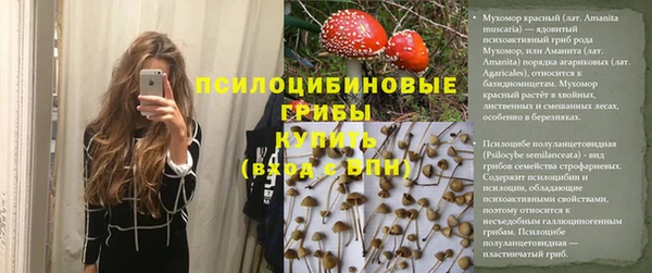 стаф Алзамай